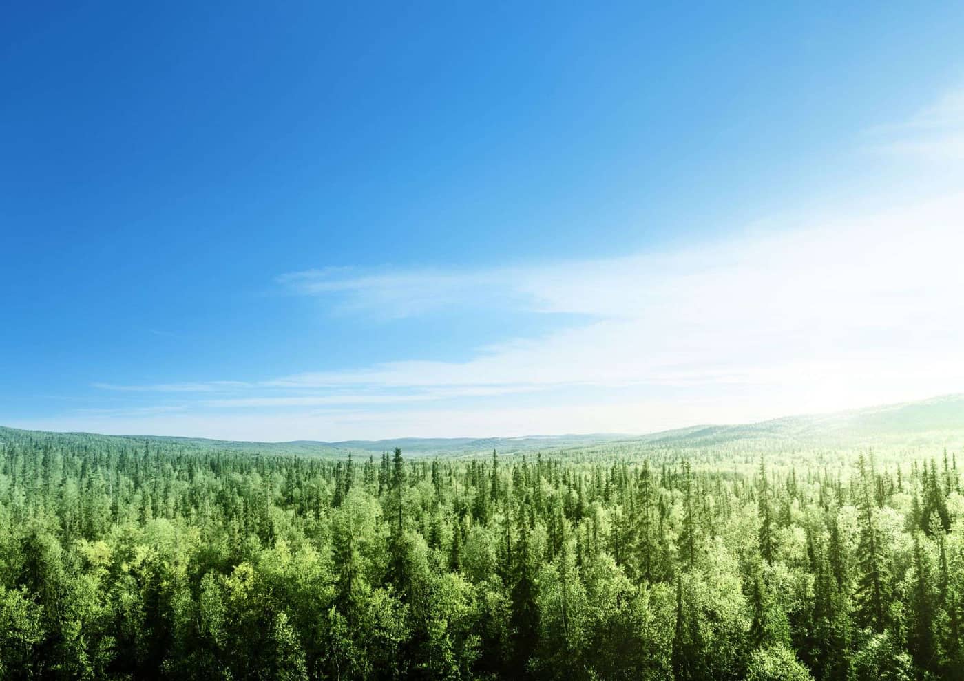 In Oslo, professionals in the softwood industry are shaping the future of the sector.